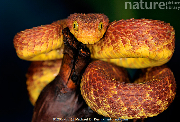 African Bush Viper Atheris Squamigera Coiled Around A Tree Branch Native To  Masai Mara Kenya Africa Controlled Situation High-Res Stock Photo - Getty  Images