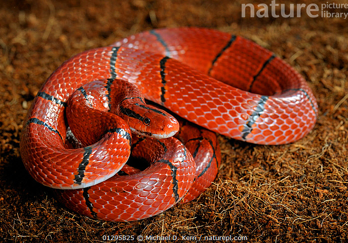 Stock photo of Bamboo rat snake (Oreophis / Elaphe porphyraceus laticincta)  captive, from…. Available for sale on