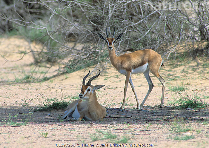 Stock photo of Arabian gazelle {Gazella gazella} two resting in shade ...