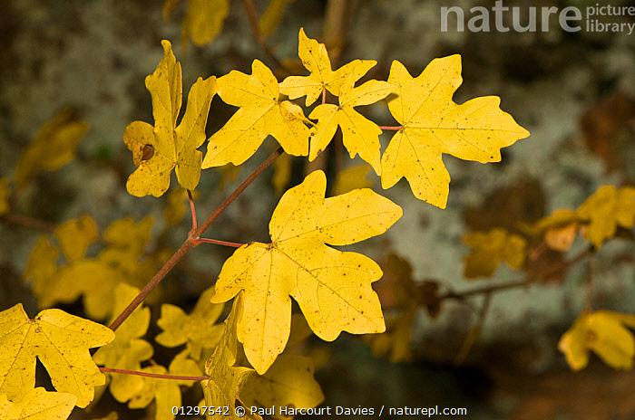 Stock photo of Field Maple (Acer campestre) view of leaves showing ...