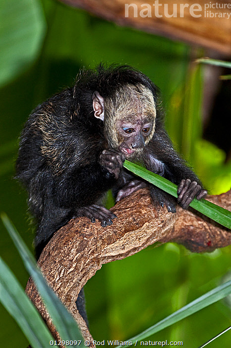 Stock photo of White-faced Saki Monkey (Pithecia pithecia) juvenile ...