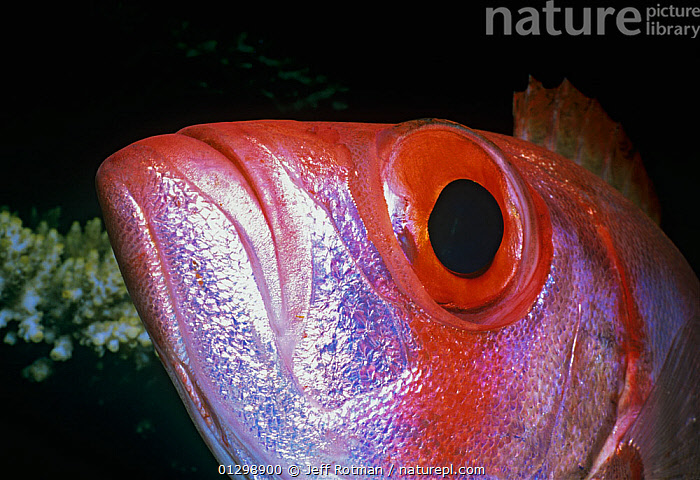 Stock photo of Close up of Goggle eye / Bigeye fish (Priacanthus