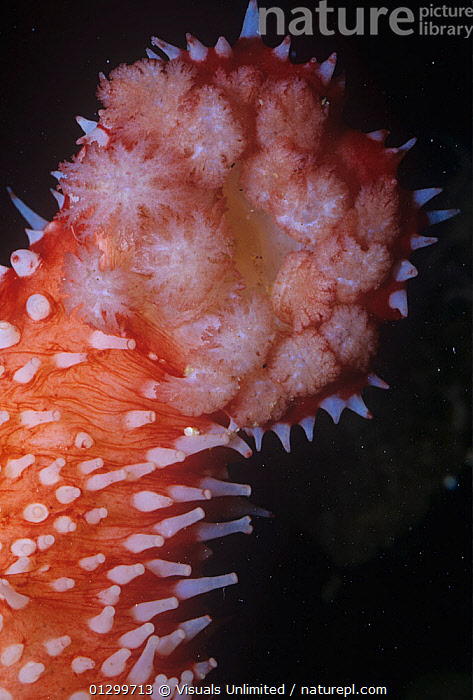 echinoderms sea cucumbers