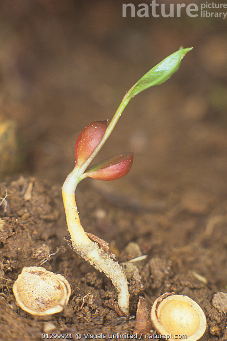 Cherry Seedling