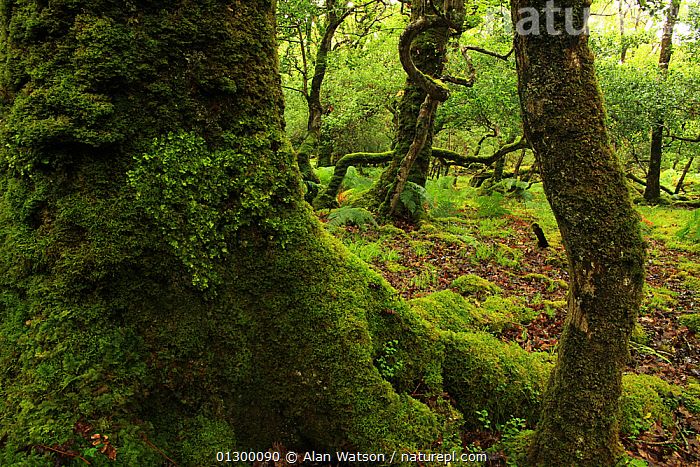 Stock photo of Heart-shaped patch of lungwort (Lobaria virens) on the  moss-covered trunk…. Available for sale on