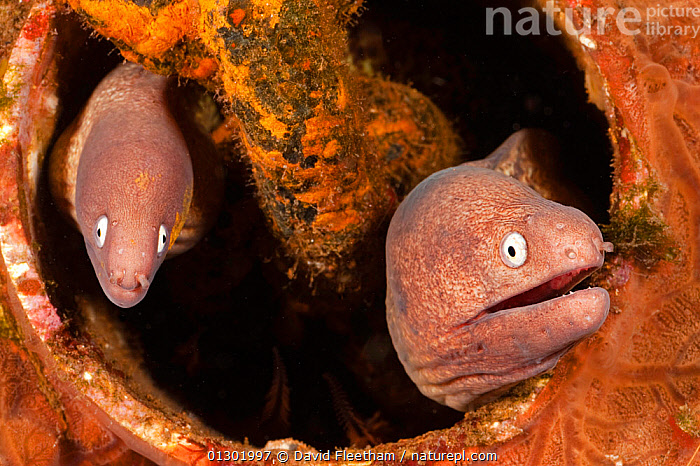 Stock photo of Pair of White-eyed moray eels (Muraena thyrsoides) share the  hole of a…. Available for sale on