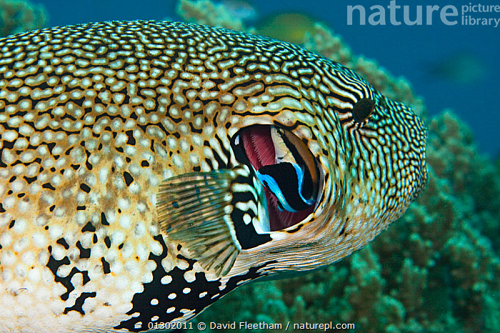 Stock photo of Map pufferfish (Arothron mappa) getting gills cleaned by ...