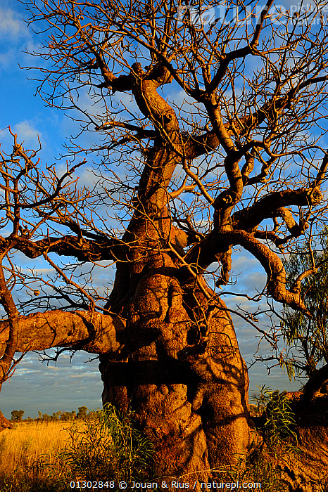 Stock Photo Of Close Up Of Baobab / Gourd Tree (Adansonia Gregorii) Kimberley, Western