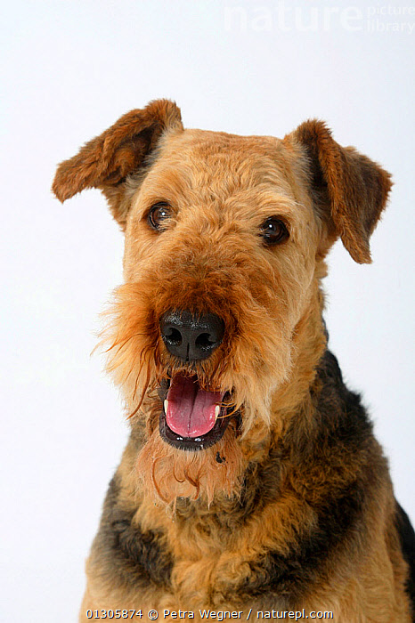 Airedale sales terrier head