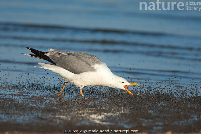 Stock photo of California Gull (Larus californicus) feeding on swarming ...