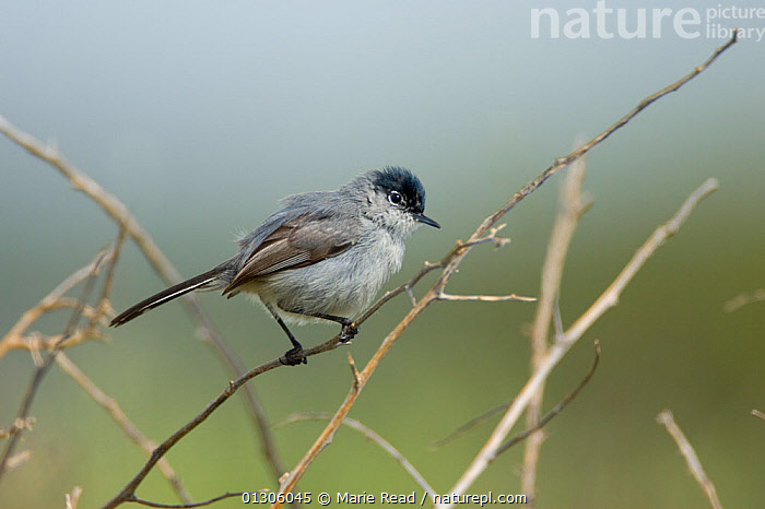 California Gnatcatcher