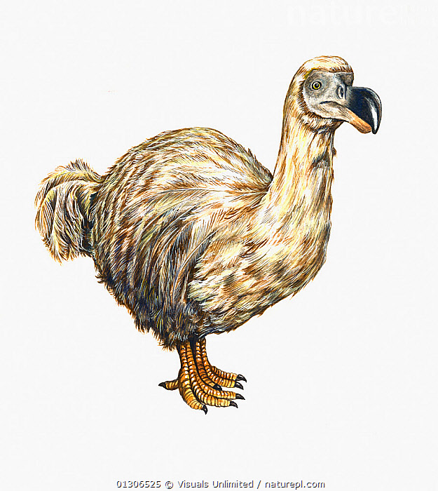 Dodo bird side view dodo hi-res stock photography and images