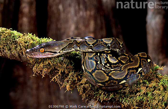 Stock photo of Reticulated python (Python reticulatus) captive, from SE ...