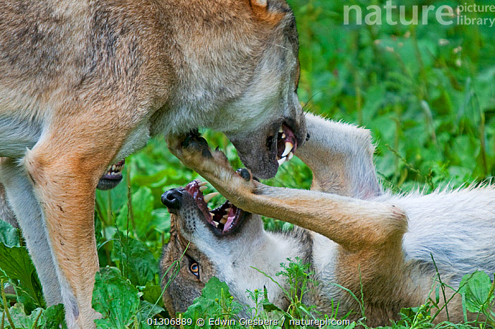 Wolf Submitting Stock photo of Two Grey wolves (Canis lupus) expressing submissive ...