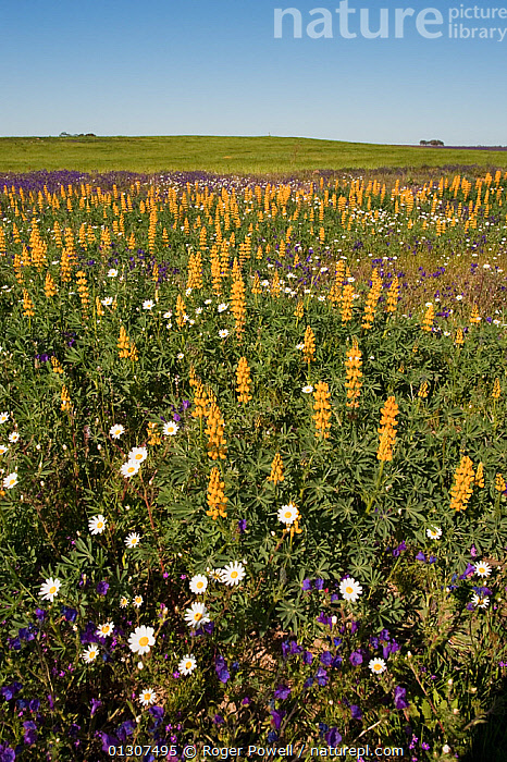 Stock photo of Yellow Lupins (Lupinus luteus) growing with other wild ...