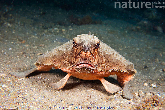 Long Nosed Bat Fish