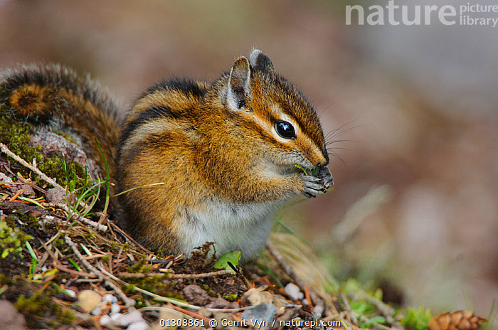 Tamias Spring Stock photo of Townsend's Chipmunk (Tamias townsendii) foraging in ...