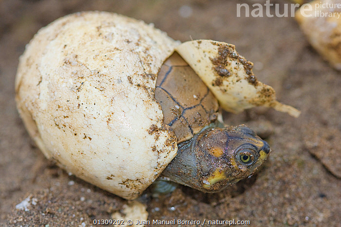 stock-photo-of-side-necked-terrapin-podocnemis-unifilis-new-born