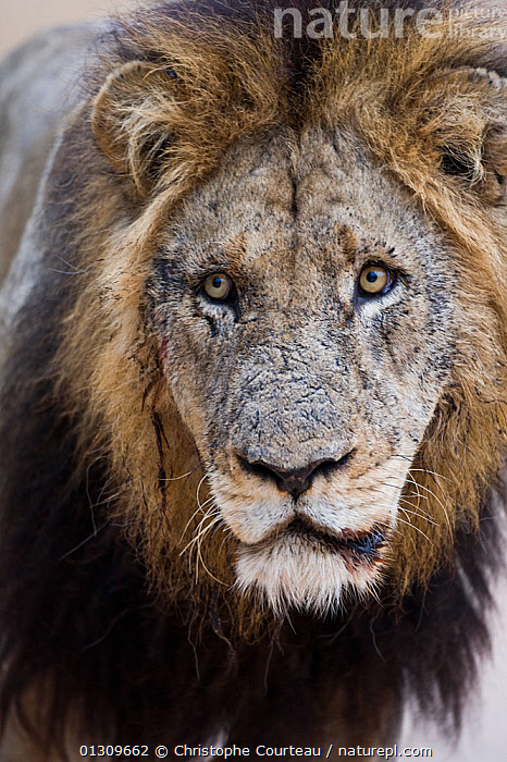 Stock photo of Old male African lion (Panthera leo) portrait, Sabi Sand ...