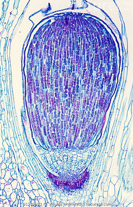 marchantia sporofiti