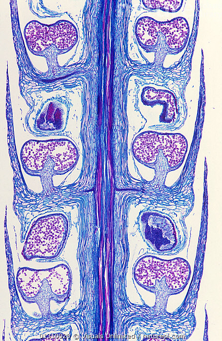 Lycopodium Strobilus Labeled