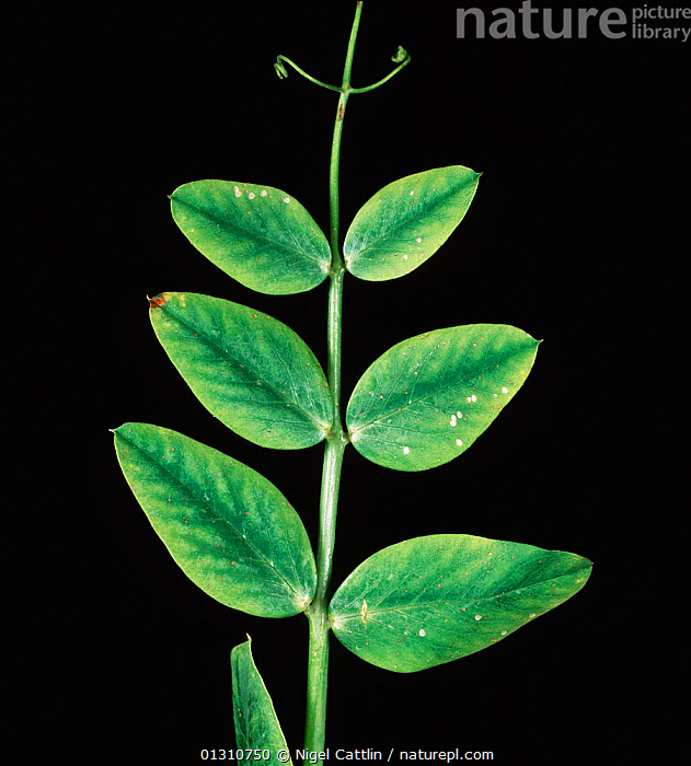Stock photo of Magnesium (Mg) deficiency symptoms on Pea leaves (Pisum