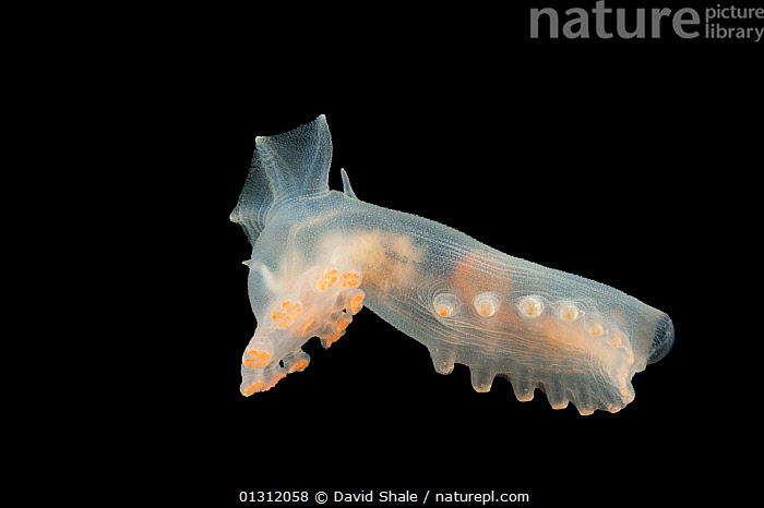 Stock photo of Deepsea Sea cucumber (Amperima sp) from mid Atlantic ...