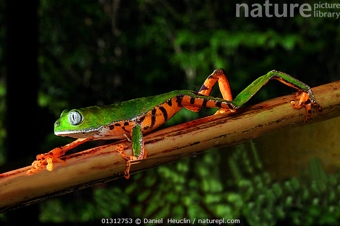 Stock photo of Tiger striped leaf / Monkey frog (Phyllomedusa tomopterna)  walking along…. Available for sale on