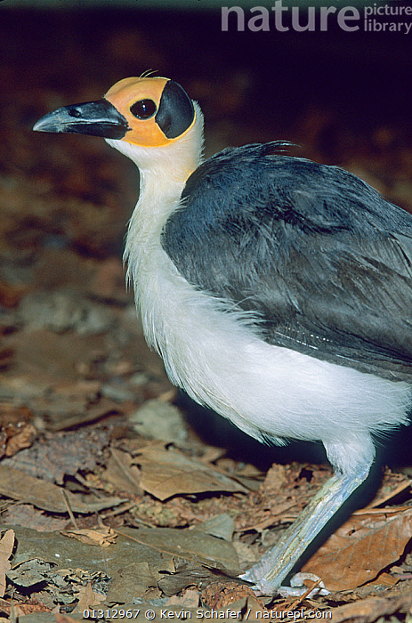 Stock photo of Bare-headed Rockfowl (Picathartes gymnocephalus) from ...