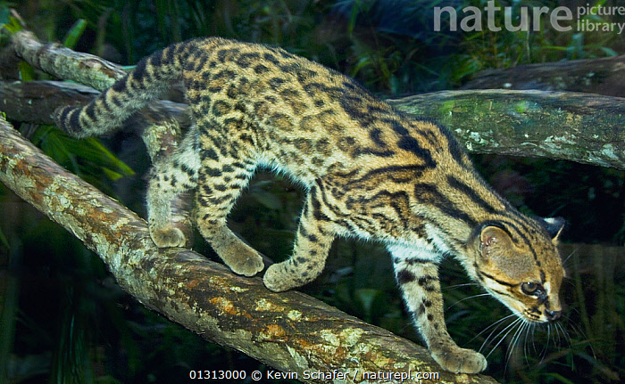 Stock photo of Oncilla / Tiger Cat (Leopardus tigrinus) Costa Rica