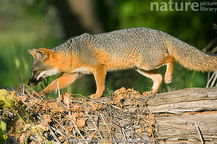 Stock Photo Of Island Fox Urocyon Littoralis Wild Santa Cruz Island