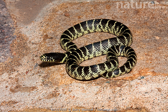 Stock Photo Of Desert Kingsnake (Lampropeltis Getula Splendida) Coiled ...