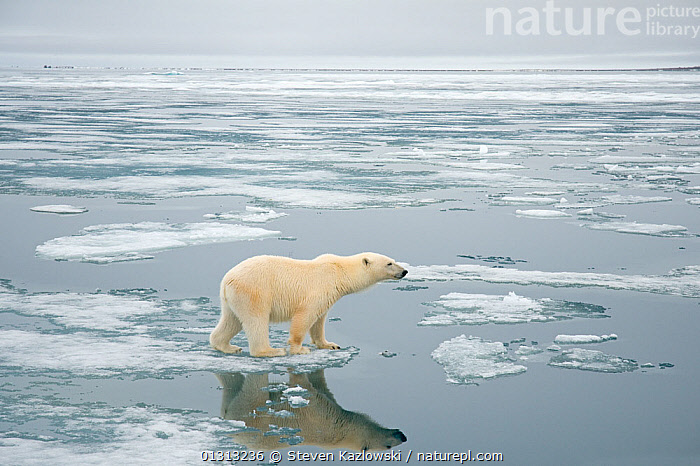 Stock photo of Polar bear (Ursus maritimus) sow hunting for seals ...