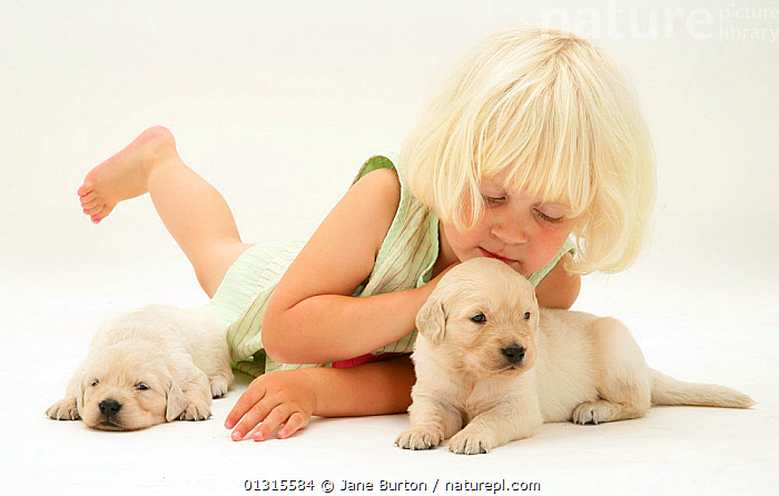 Stock photo of Young blonde haired girl playing with two Golden ...