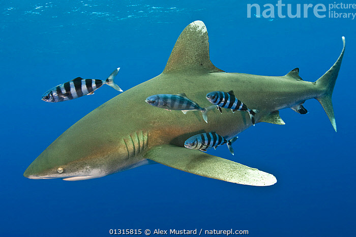 Stock photo of Oceanic whitetip shark (Carcharhinus longimanus