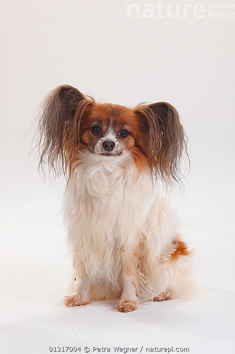 Continental toy spaniel for sales sale