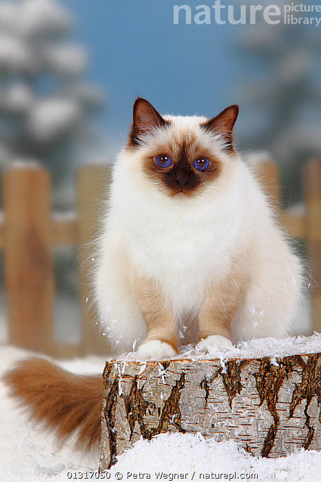 Chocolate point birman hot sale cat