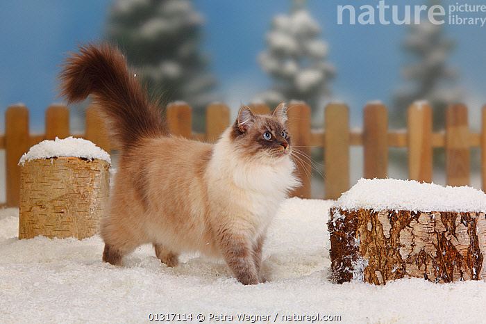 cat standing up snow