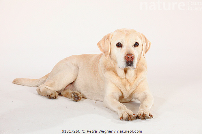 Stock Photo Of Golden Labrador Retriever Aged Years Portrait Lying Down Available For Sale