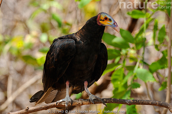 Stock photo of Lesser Yellow-headed vulture (Cathartes burrovianus ...