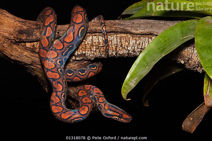 Stock photo of Rainbow Boa (Epicrates cenchria cenchria) captive ...