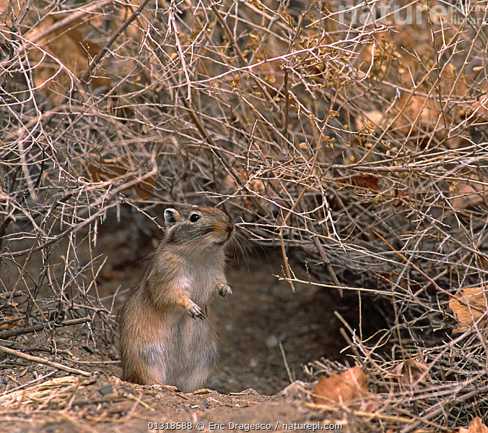 Stock photo of Great Gerbil (Rhombomys opimus) standing at entrance to