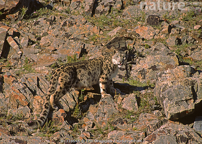 Premium AI Image  Regal snow leopard camouflaged in the mountains