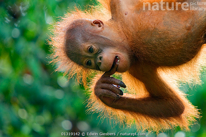 Close Up of Smiling Wild Baby Orangutan in the Rainforest of