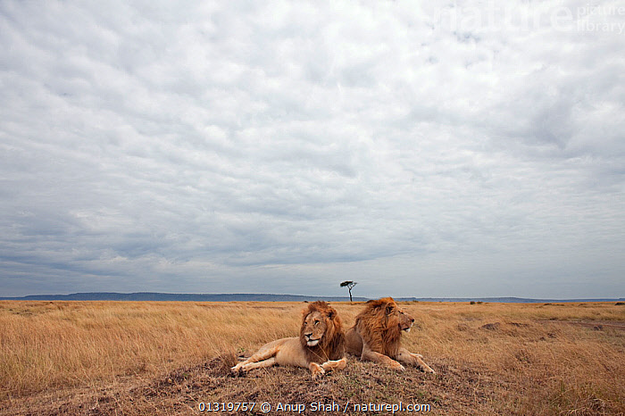 Stock photo of Lion males (Panthera leo) lying on a grass mound. Masai ...