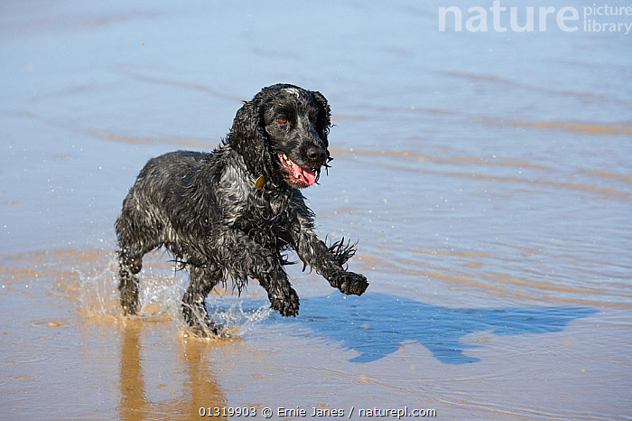 Blue roan cocker spaniel best sale for sale