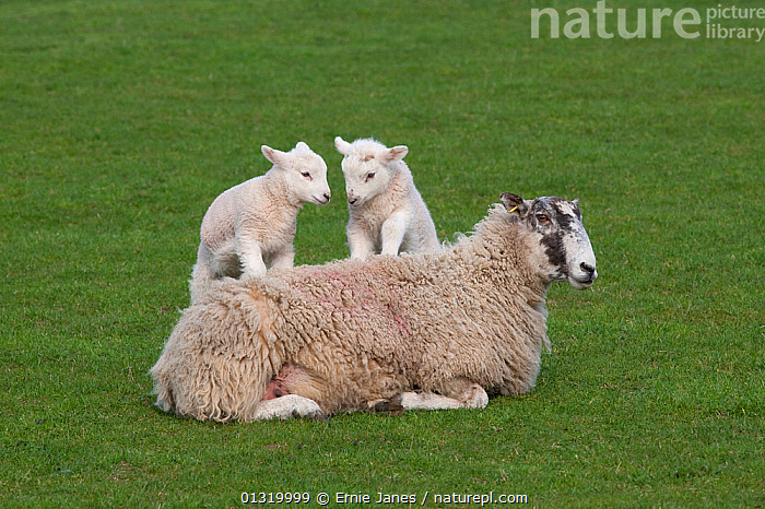 Stock Photo Of Domestic Sheep Ewe With Two Lambs Playing Standing On