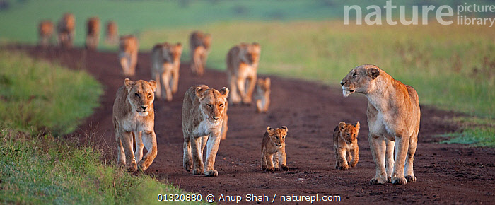 Stock photo of African Lionesses (Panthera leo) with their cubs aged 3 ...