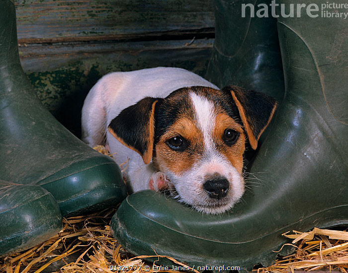 Jack shop russell boots