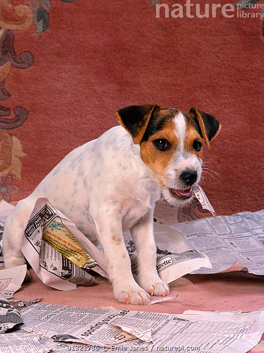 Stock photo of Jack russell terrier puppy chewing newspaper, UK